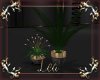Shadow  Plants