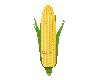 Corn M Avatar