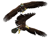 American Eagle 7