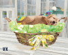 Boho Lake puppy