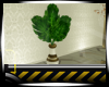 41* Event Plant