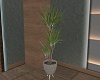 Modern Living Plant