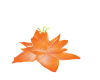 Lotus - Peach Animated
