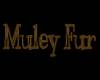 Muley Horns
