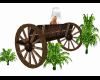 wagon wheel beanch plant
