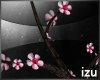 [iz] Cherry Blossoms Drv