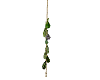 Witch Hanging Dried Herb