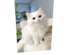 Cat 4