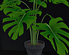 Monsteria Plant