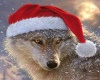 Christmas Wolf Picture