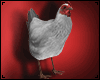 Chicken Animated