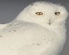 !!Arctic Snowy Owl Pet