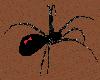 (ts)black widow spider