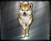Kasoogi Pet  Shiba Inu