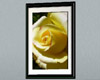 Yellow Rose Matted Print