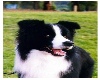 Border Collie sticker