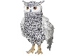 !Anim8 White Owl