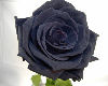 [Rick] Black Rose