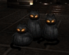 Black Cat Pumpkins