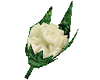 Lapel Carnation