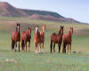 Six Horses In Field