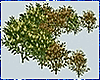 Kawaii Flower Bushes