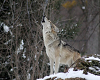 Wolf #9