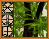 CTD-Getaway Bamboo Plant