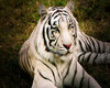 Picture Animal Tiger