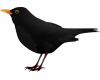 6v3| Black Bird
