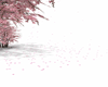 Fallen Sakura petal