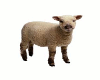 [ML]Little lamb filler
