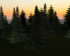 Plateau Pine Trees