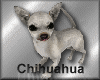 [my]Chihuahua White
