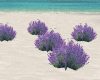 Lavender+11