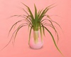Grass in Vase