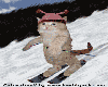 Ski Cat