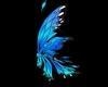Fairy blue wings