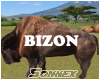 Bison eating grass