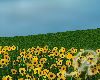 R|animated sunflower