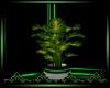 CE Jade Plant