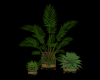 Trio Plants