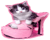 Cat in a pink shoe