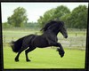 Horse Frame Adana3