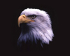 eagle head SML sticker