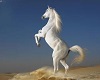 light cheval blanc