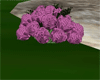 Add On Orchid Roses