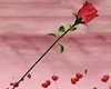 Anim. Kiss with Red Rose