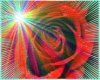 Rainbow red rose