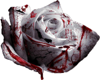 BLOOD ROSE